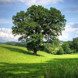 Tree Preservation Orders Lytchett Matravers Dorset