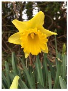 Hall Road early daffodil