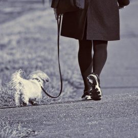 Photo of a woman walking a dog