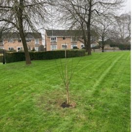 Photo of the Spindle Tree that has been planted at Old School Green