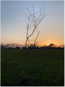 Photo of new Rec tree