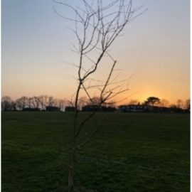 Image of new Rec tree